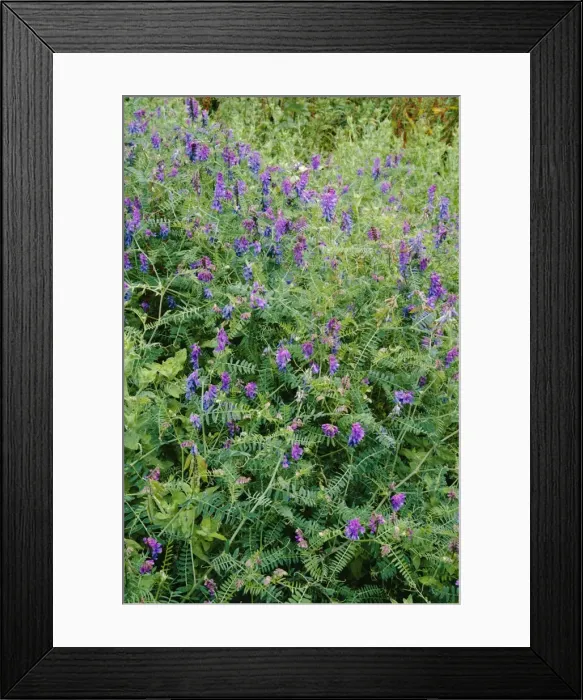 Framed Print : Tufted Vetch Framed Print : Tufted Vetch