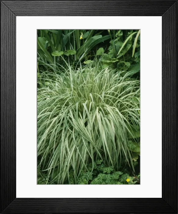 Framed Print : Molinia Grass ROG 5717 Molinia caerulea variegata © Bob Gibbons / ARDEA LONDON Framed Print : Molinia Grass ROG 5717 Molinia caerulea variegata © Bob Gibbons / ARDEA LONDON