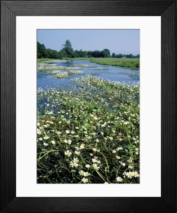 Framed Print : Water Crowfoot River Avon, Hampshire, UK Framed Print : Water Crowfoot River Avon, Hampshire, UK