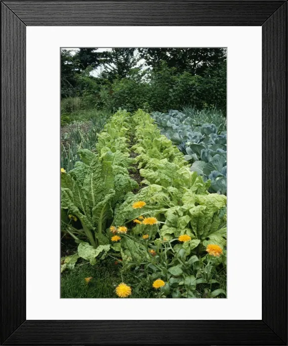 Framed Print : Organic Vegetable Garden With Marigolds as companion planting Framed Print : Organic Vegetable Garden With Marigolds as companion planting