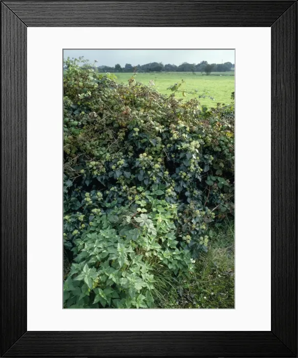 Framed Print : Hedgerow - with Ivy, Bramble, Nettle Framed Print : Hedgerow - with Ivy, Bramble, Nettle