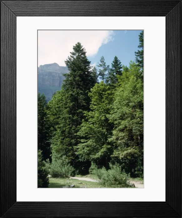 Framed Print : SIlver Fir - amongst trees Framed Print : SIlver Fir - amongst trees