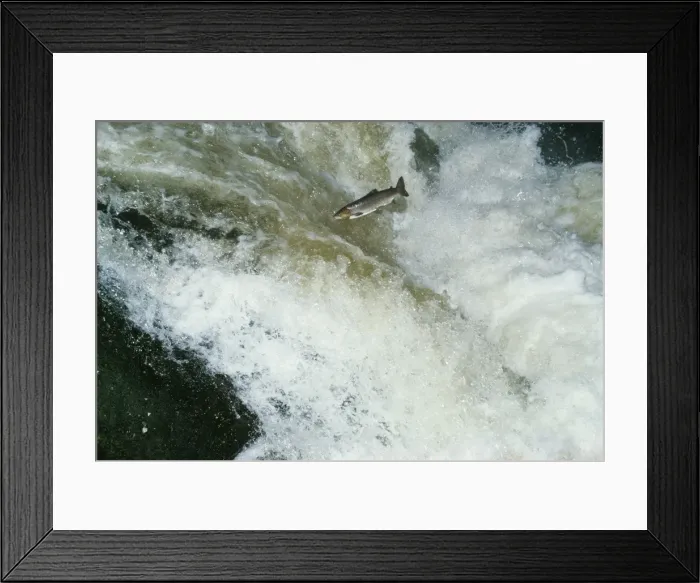 Framed Print : Sea Trout - a type of Brown Trout, jumping falls Framed Print : Sea Trout - a type of Brown Trout, jumping falls