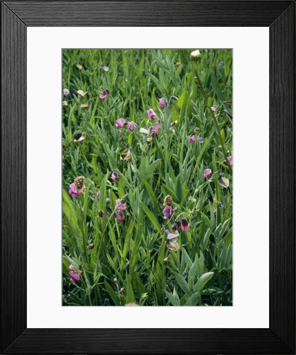Framed Print : Bitter Vetch - old pasture Synonym: Lathyrus montanus Framed Print : Bitter Vetch - old pasture Synonym: Lathyrus montanus