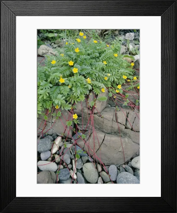 Framed Print : Silverweed Rocky shore St. Cyrus Framed Print : Silverweed Rocky shore St. Cyrus
