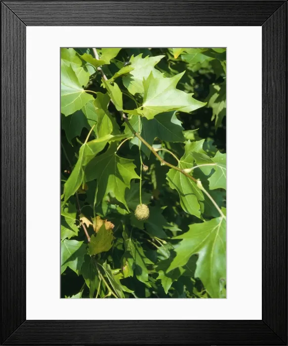 Framed Print : London Plane formerly known as: Platanus acerifolia Framed Print : London Plane formerly known as: Platanus acerifolia
