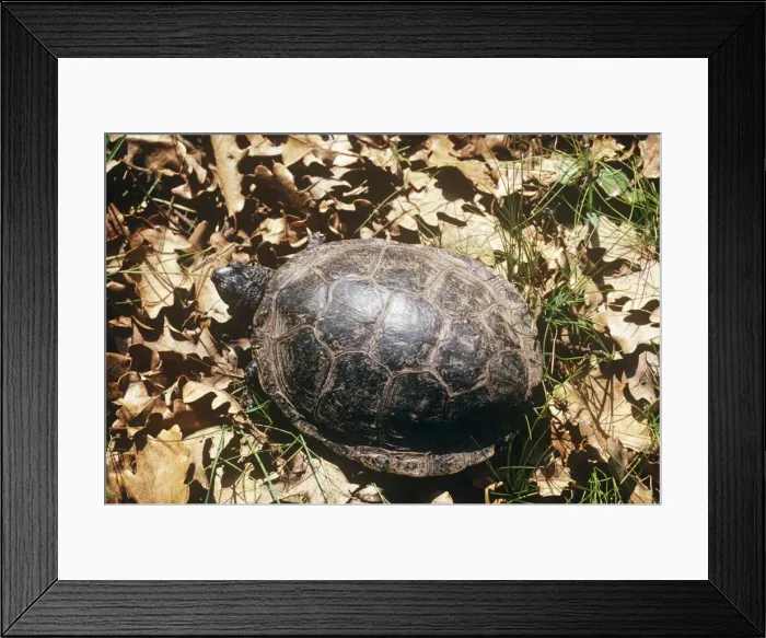Framed Print : European Pond Terrapin Framed Print : European Pond Terrapin