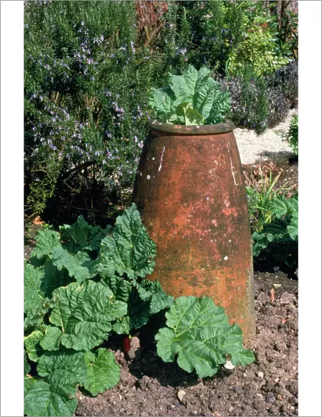 Rhubarb - grown in pots UK