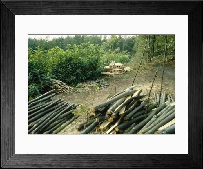 Framed Print : Chestnut Coppice Rogate W. Sussex, UK Framed Print : Chestnut Coppice Rogate W. Sussex, UK
