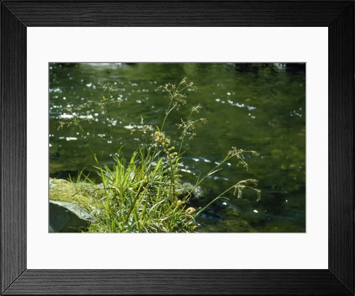 Framed Print : Great Wood Rush Framed Print : Great Wood Rush