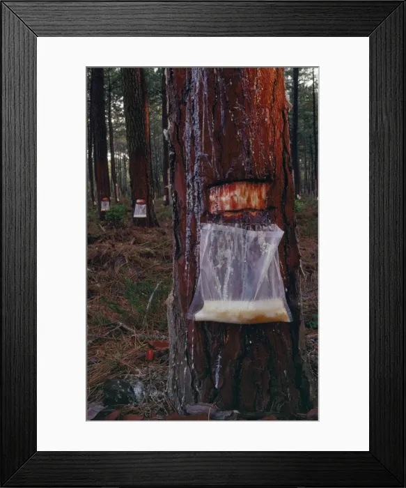 Framed Print : Pine - with resin being collected Les Landes, France Framed Print : Pine - with resin being collected Les Landes, France