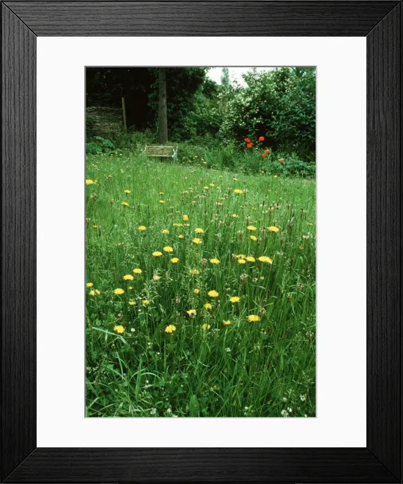 Framed Print : Unmown area of wildlife garden with bench in background Hants, UK Framed Print : Unmown area of wildlife garden with bench in background Hants, UK