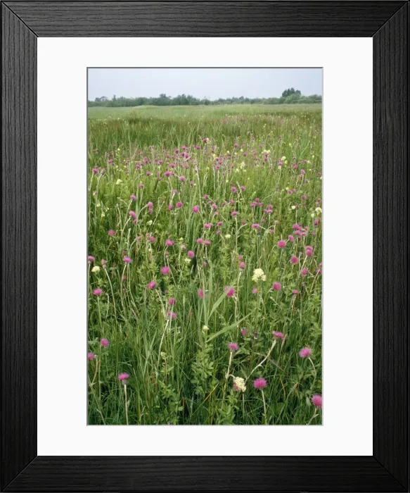 Framed Print : UK - Thistle & Meadow Rue Wicken Fen National Nature Reserve, Cambrideshire, UK Framed Print : UK - Thistle & Meadow Rue Wicken Fen National Nature Reserve, Cambrideshire, UK