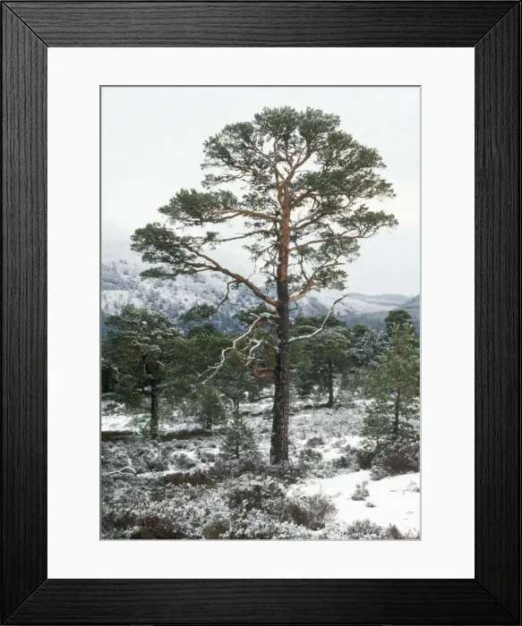 Framed Print : Scot's Pine - in winter Caledonian pine forest, Spey Valley, Scotland Framed Print : Scot's Pine - in winter Caledonian pine forest, Spey Valley, Scotland