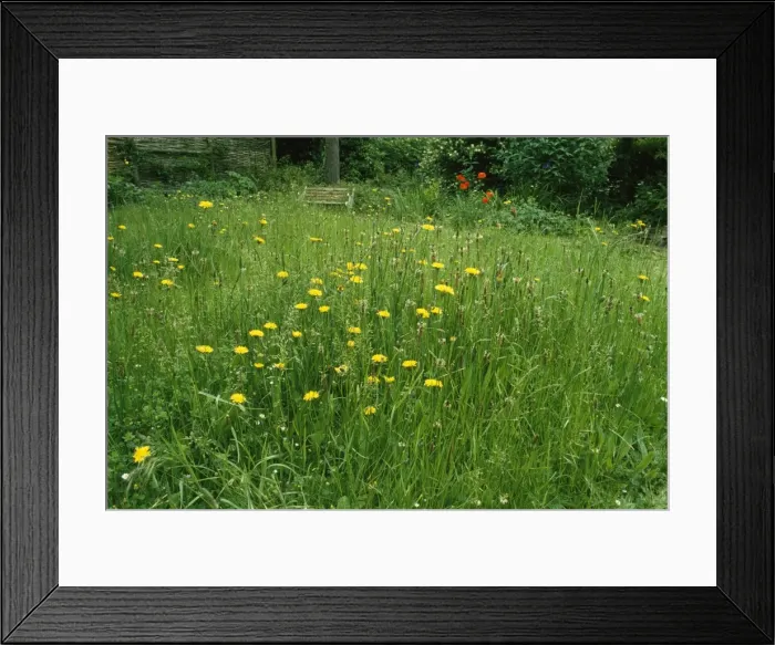 Framed Print : Wildlife Garden Damerham, Hampshire, UK Framed Print : Wildlife Garden Damerham, Hampshire, UK