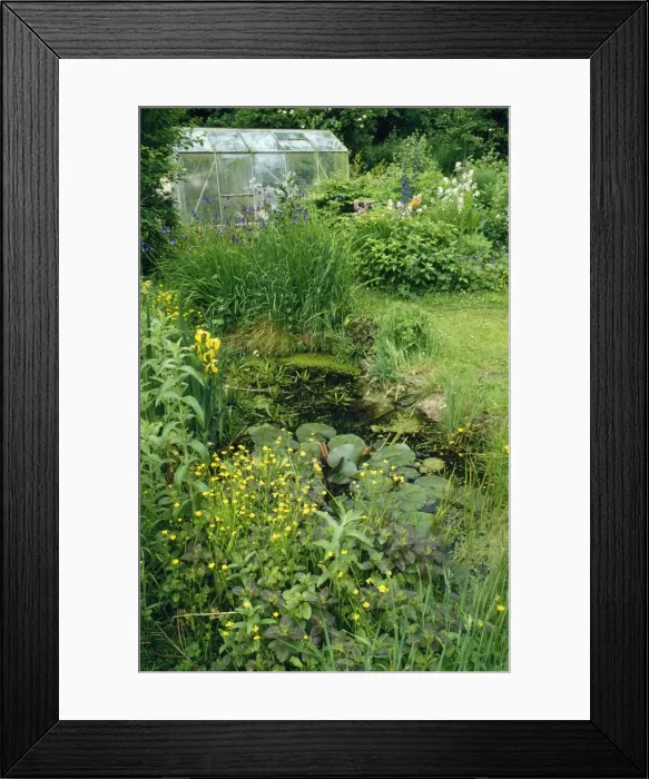 Framed Print : Wildlife Garden - with pond & Greenhouse Damerham, Hants. UK Framed Print : Wildlife Garden - with pond & Greenhouse Damerham, Hants. UK