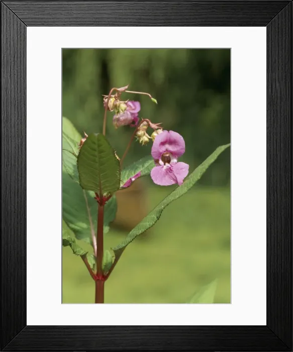 Framed Print : Himalayan Balsam ROG 8665 (Policeman's Helmet) Impatiens glandulifera © Bob Gibbons / ARDEA LONDON Framed Print : Himalayan Balsam ROG 8665 (Policeman's Helmet) Impatiens glandulifera © Bob Gibbons / ARDEA LONDON