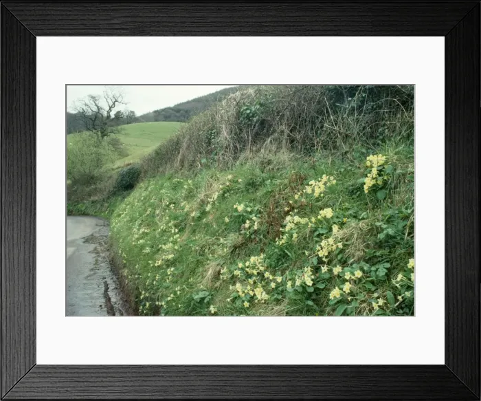 Framed Print : Primroses on Exmoor laneside Nr. Selworthy Framed Print : Primroses on Exmoor laneside Nr. Selworthy