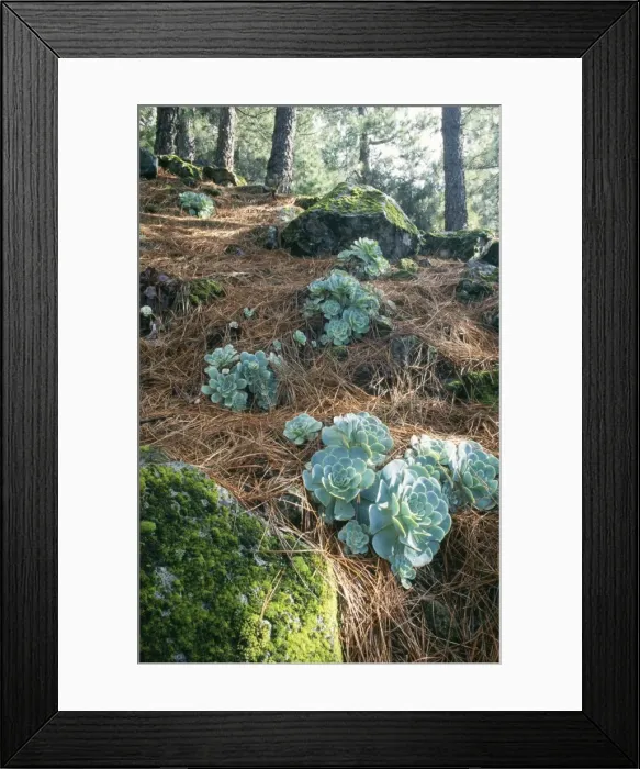 Framed Print : Tenerife - Greenovia aurea rosettes in old Canary Pinr Cloud forest Framed Print : Tenerife - Greenovia aurea rosettes in old Canary Pinr Cloud forest