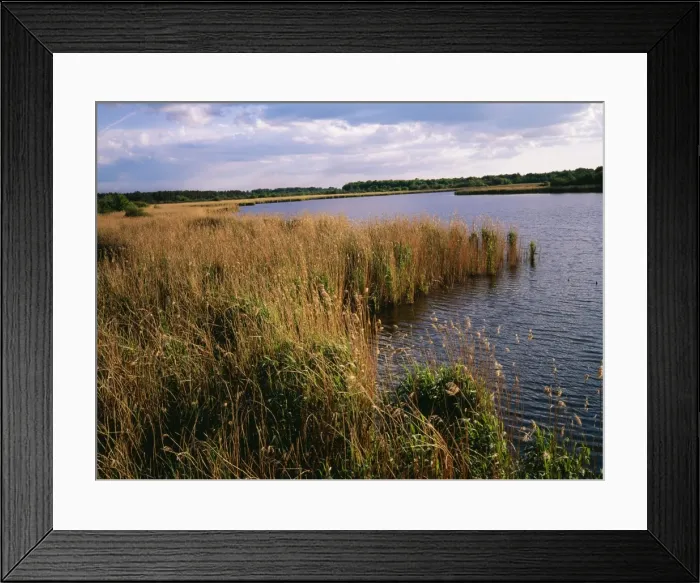 Framed Print : France ROG 8604 Domaine De Cherine Reserve Brenne regional Natural Park © Bob Gibbons / ARDEA LONDON Framed Print : France ROG 8604 Domaine De Cherine Reserve Brenne regional Natural Park © Bob Gibbons / ARDEA LONDON