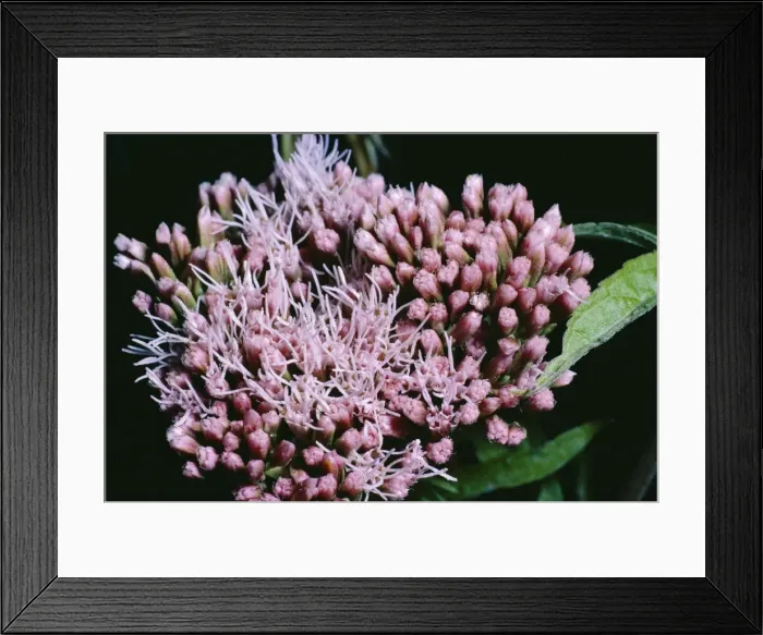 Framed Print : Hemp Agrimony Flowers Framed Print : Hemp Agrimony Flowers