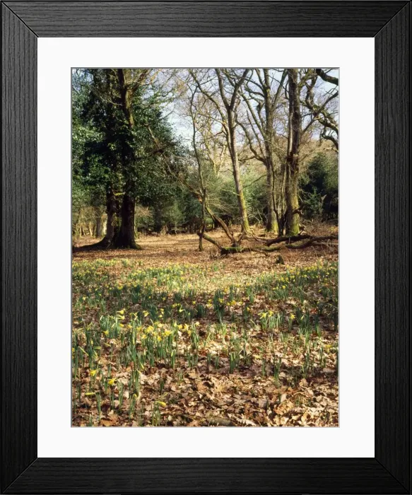 Framed Print : Wild Daffodils Pinnick Wood, New Forest, UK Framed Print : Wild Daffodils Pinnick Wood, New Forest, UK
