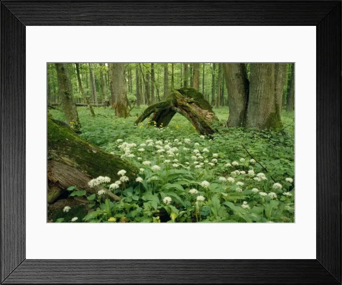 Framed Print : Poland - mass of Ramsons Bialowieza Forest Framed Print : Poland - mass of Ramsons Bialowieza Forest