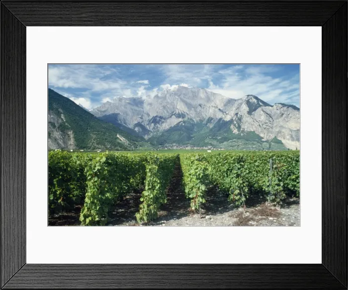 Framed Print : Vineyard South Valais, near Sion, Switzerland Framed Print : Vineyard South Valais, near Sion, Switzerland