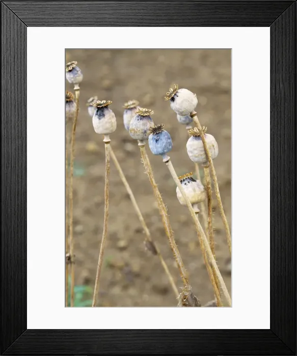 Framed Print : Opium Poppy Seed heads Framed Print : Opium Poppy Seed heads