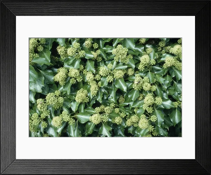 Framed Print : Ivy - in flower Framed Print : Ivy - in flower