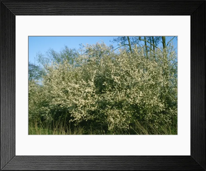 Framed Print : Bkackthorn Hedge Loddon Valley, Reading, UK Framed Print : Bkackthorn Hedge Loddon Valley, Reading, UK