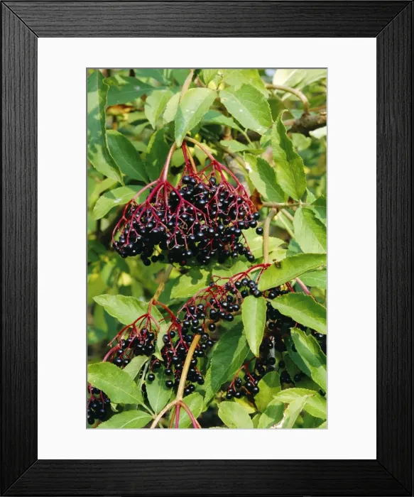 Framed Print : Elder Berries Framed Print : Elder Berries
