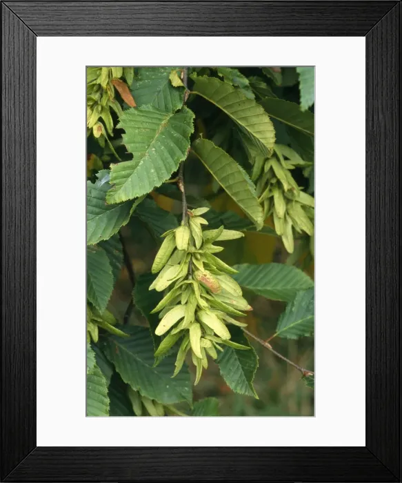 Framed Print : Hornbeam - in fruit Framed Print : Hornbeam - in fruit