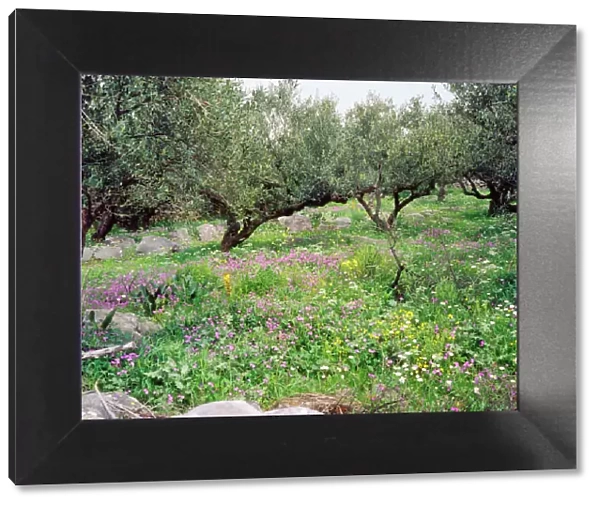 Olive Grove - with wildflowers Mani Peninsula, Peloponnese, Greece
