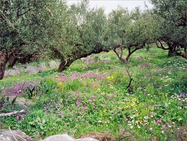 Olive Grove - with wildflowers Mani Peninsula, Peloponnese, Greece