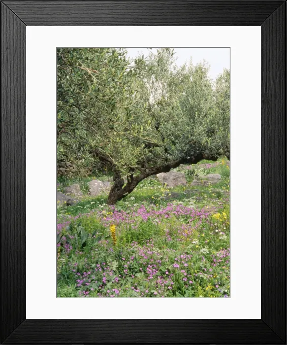 Framed Print : Olive Grove - with wildflowers Mani Peninsula, Peloponnese, Greece