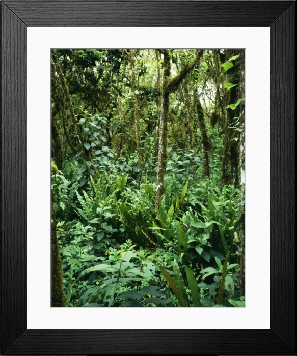 Framed Print : Rainforest ROG 9187 Scalesia cloud forest with ferns & other Epiphytes. 1000m, on Santa Cruz, Galapagos Islands. © Bob Gibbons / ARDEA LONDON Framed Print : Rainforest ROG 9187 Scalesia cloud forest with ferns & other Epiphytes. 1000m, on Santa Cruz, Galapagos Islands. © Bob Gibbons / ARDEA LONDON