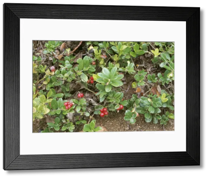 Framed Print : Cowberry ROG 9656 In fruit Vaccinium vitis idaea © Bob Gibbons / ARDEA LONDON Framed Print : Cowberry ROG 9656 In fruit Vaccinium vitis idaea © Bob Gibbons / ARDEA LONDON