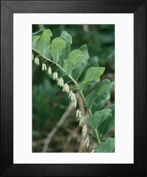 Framed Print : Common Soloman's Seal Framed Print : Common Soloman's Seal