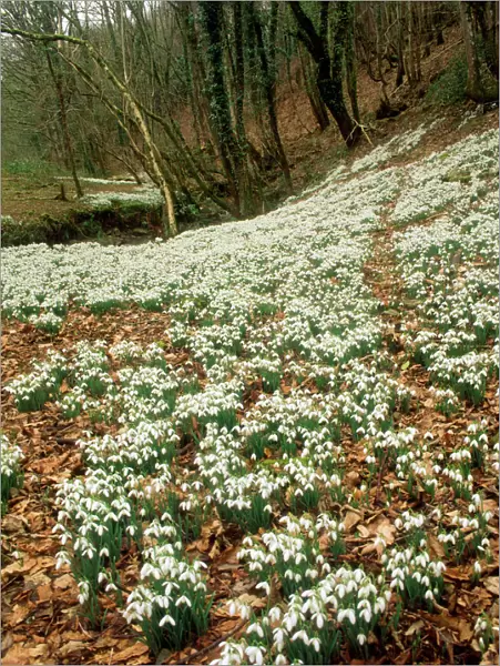 Snowdrops - at native site Timberscombe, Exmoor, UK