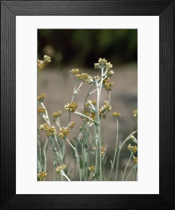 Framed Print : Jersey Cudweed Framed Print : Jersey Cudweed