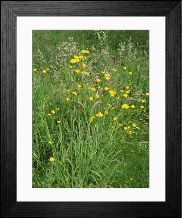 Framed Print : Buttercup - & grasses in old lawn Framed Print : Buttercup - & grasses in old lawn