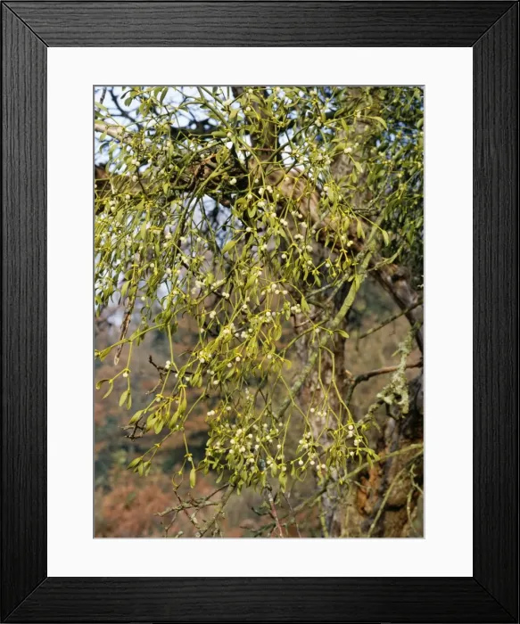 Framed Print : Mistletoe - with berries in apple tree Framed Print : Mistletoe - with berries in apple tree