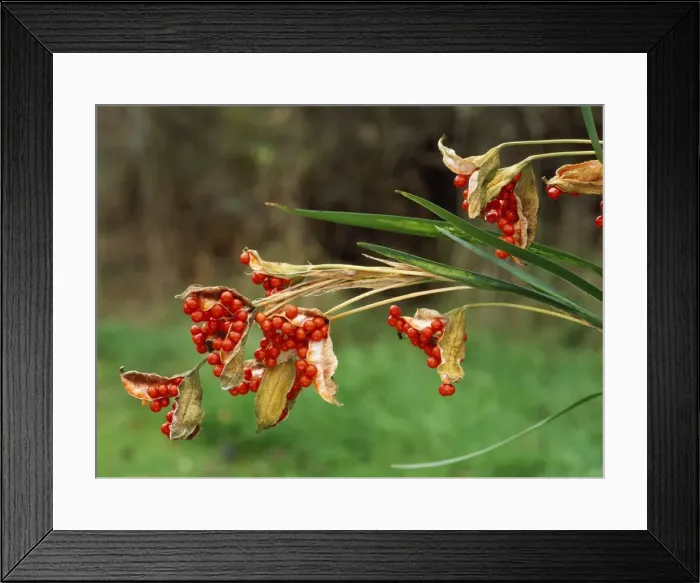 Framed Print : Roast Beef Iris (Gladdon) - berries in autumn
