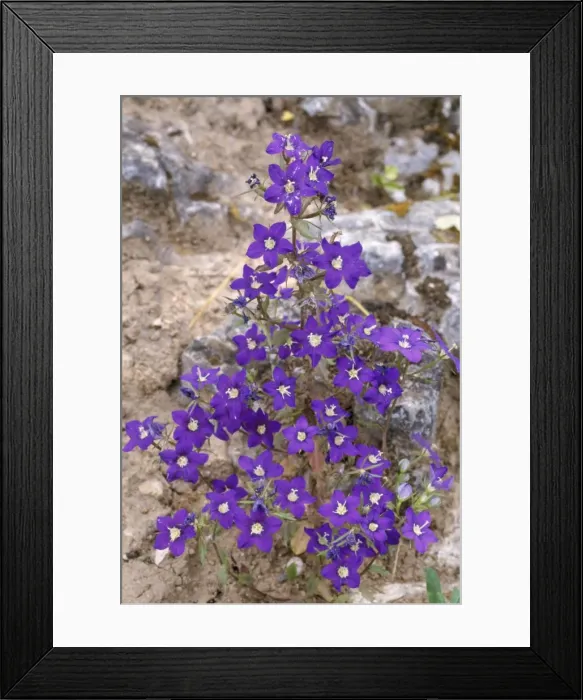 Framed Print : Venus Looking-glass Cornfield weed Framed Print : Venus Looking-glass Cornfield weed