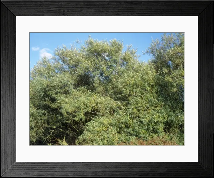 Framed Print : Osier. ROG-9859. Osier - (Willow). Salix viminalis Framed Print : Osier. ROG-9859. Osier - (Willow). Salix viminalis
