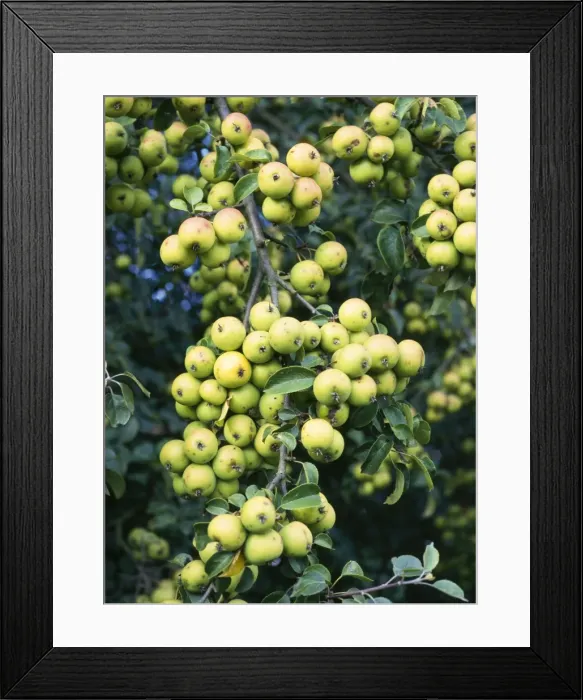 Framed Print : Wild Crab Apples - in hedge Northants Framed Print : Wild Crab Apples - in hedge Northants
