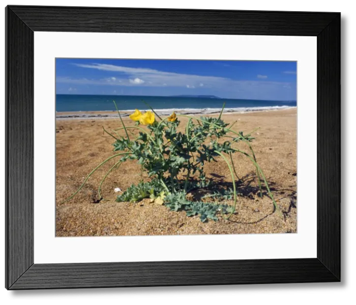 Framed Print : Yellow Horned Poppy - on beach Lulworth, Dorset, UK Framed Print : Yellow Horned Poppy - on beach Lulworth, Dorset, UK
