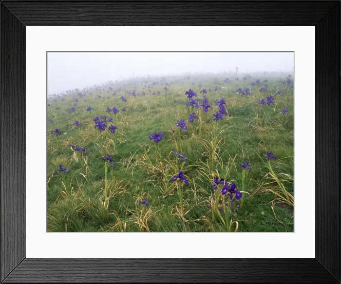 Framed Print : English Iris in the Pyrenees Framed Print : English Iris in the Pyrenees
