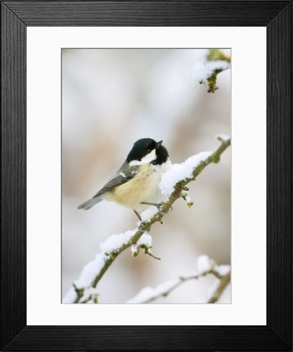 Framed Print : Coal Tit - In winter on snow covered hawthorne twigs - Cleveland -UK Framed Print : Coal Tit - In winter on snow covered hawthorne twigs - Cleveland -UK